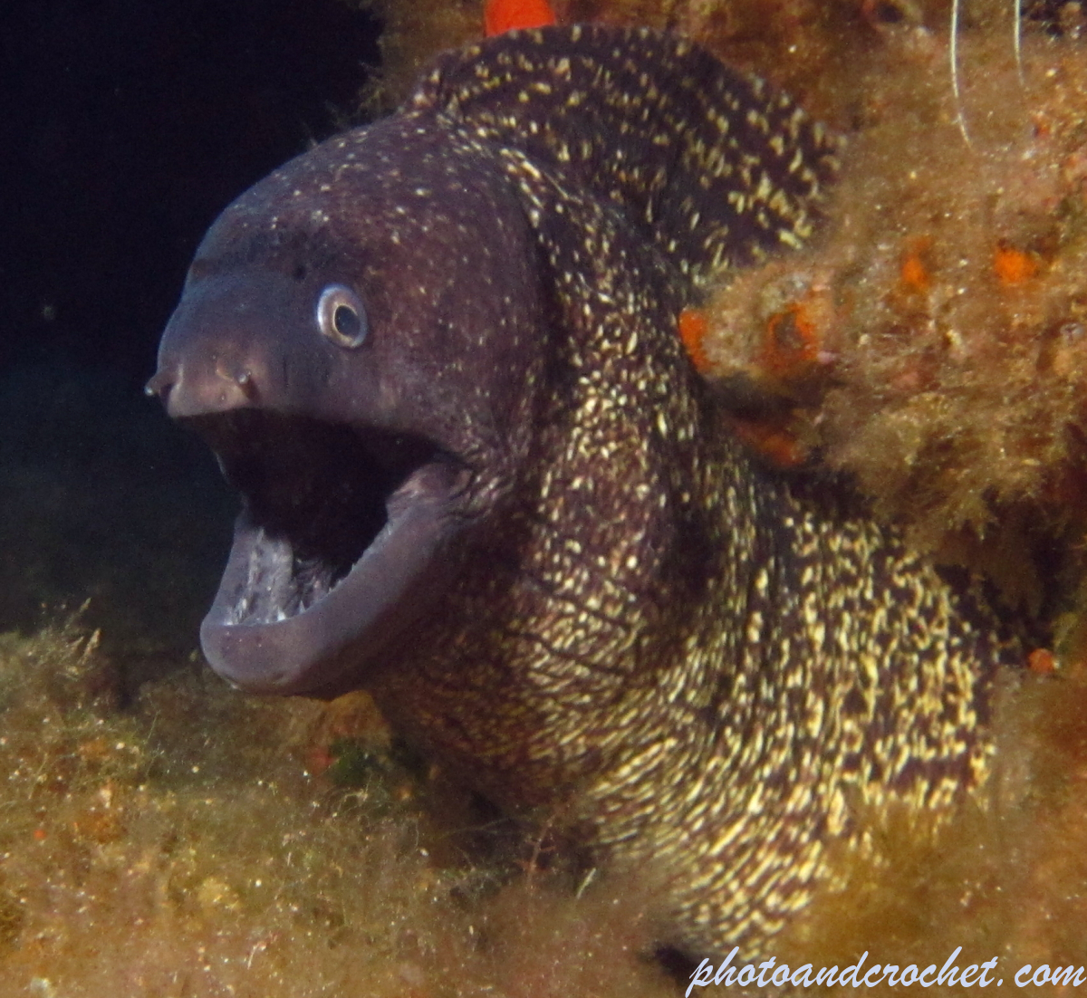 Moray Eel - image