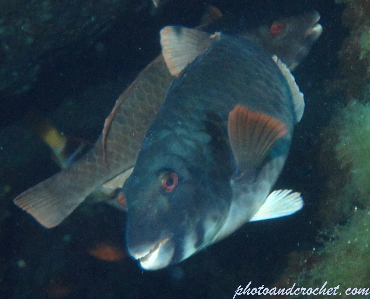 Parrotfish - Image