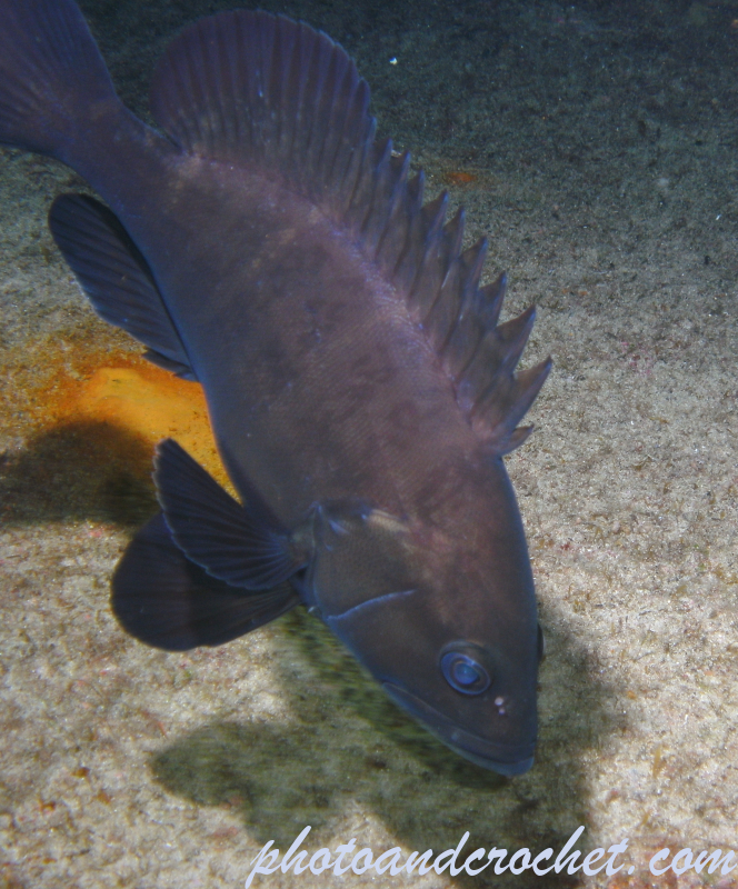 Grouper - Image