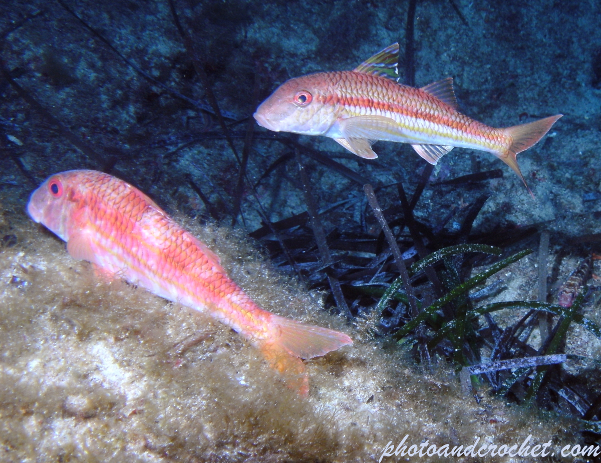 Striped Red Mullet - Image