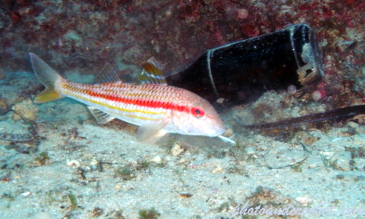 Striped Red Mullet - Image
