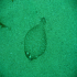 Wide-eyed flounder - Image