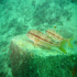 Striped Red Mullet - Image