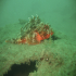 Black Scorpionfish - Image