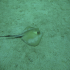 Stingray - Image