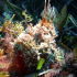 Scorpionfish - Image