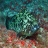 Grouper - Image