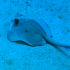 Stingray - Image