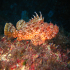 Scorpionfish - Image