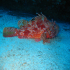 Scorpionfish - Image