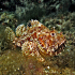Scorpionfish - Image
