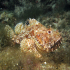 Scorpionfish - Image