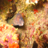 Moray Eel - Muraena helena - Sometimes I wish