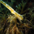 Horse pipe-fish - Image