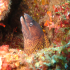 Moray Eel - Muraena helena - Who are you?