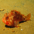 Scorpionfish - Image