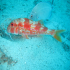 Striped Red Mullet - Image