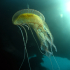 Cnidaria, Luminous Jellyfish - Image