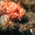 Scorpionfish - Image