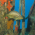 Goldblotch grouper - Image