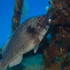 Parrotfish - Image