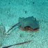 Stingray - Image