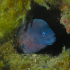 Moray Eel - image
