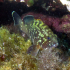 Grouper - Image