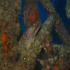 Moray Eel - image