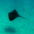 Stingray - Image