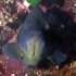 Grouper - Image
