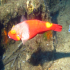 Parrotfish - Image