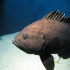 Grouper - Image