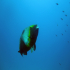 Parrotfish - Image