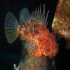 Scorpionfish - Image
