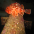 Black Scorpionfish - Image