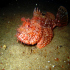 Scorpionfish - Image