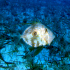John Dory - Image