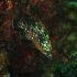 Grouper - Image