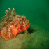 Black Scorpionfish - Image