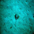 Stingray - Image