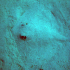Stingray - Image