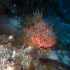 Scorpionfish - Image