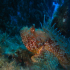 Scorpionfish - Image