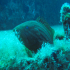 Goldblotch grouper - Image