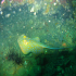 Bluespotted Fantail Ray - Image