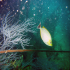Golden Rabbitfish - Image