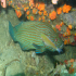 Bluelined rockcod - Image