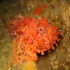 Scorpionfish - Image