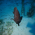 Grouper - Image